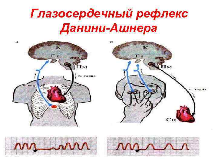 Рефлекс ашнера схема