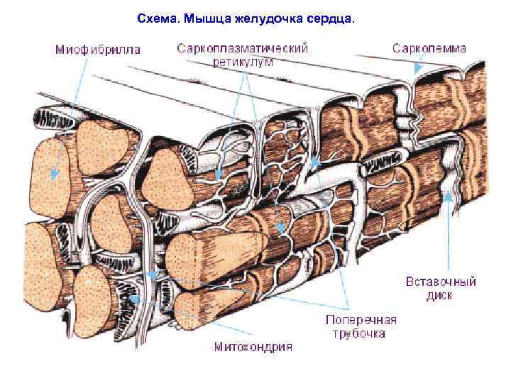 Схема. Мышца желудочка сердца. 