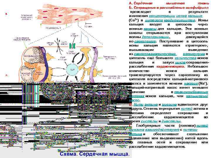 Строение кардиомиоцита схема