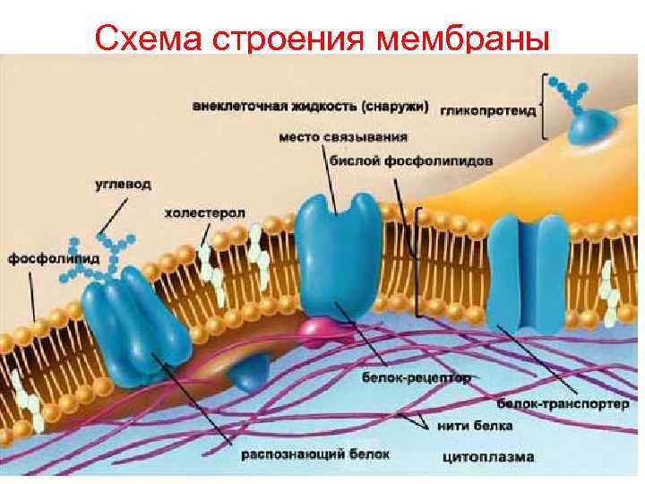 Схема строения мембраны 