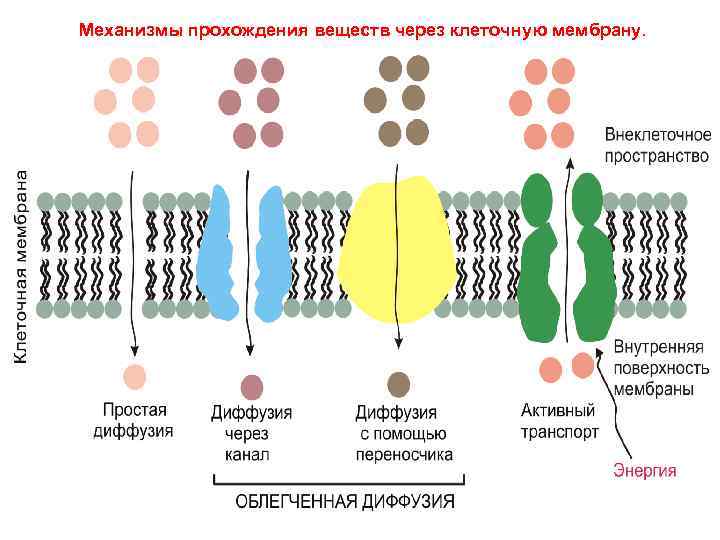 Механизмы прохождения веществ через клеточную мембрану. 