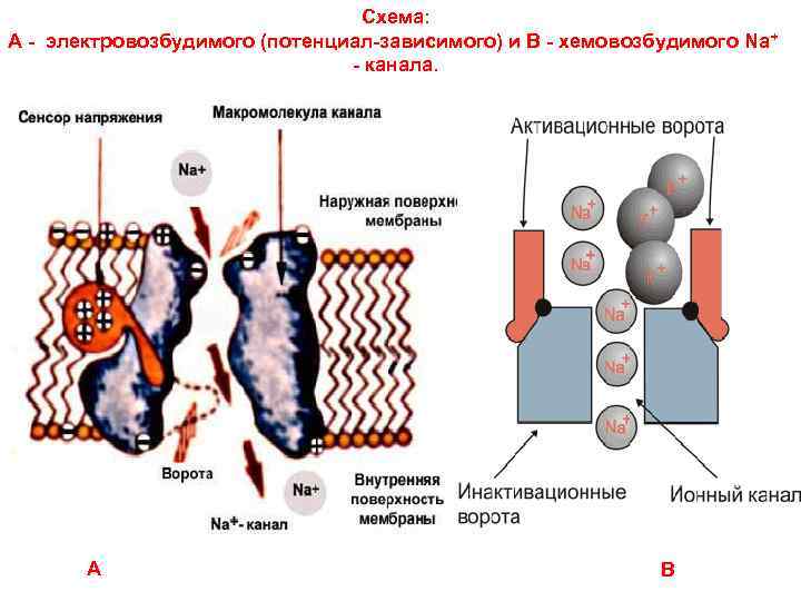 Схема: А - электровозбудимого (потенциал-зависимого) и В - хемовозбудимого Na + - канала. А