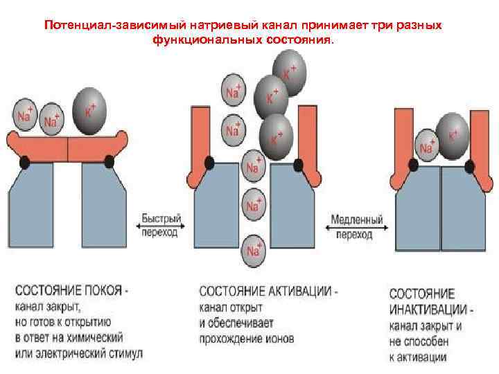 Потенциал-зависимый натриевый канал принимает три разных функциональных состояния. 