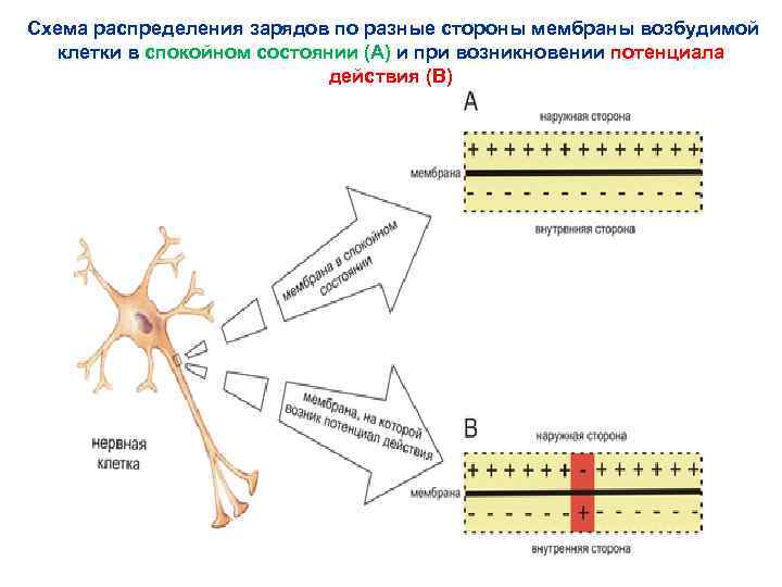  Схема распределения зарядов по разные стороны мембраны возбудимой клетки в спокойном состоянии (A)