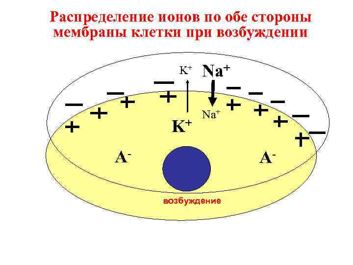 Распределение ионов по обе стороны мембраны клетки при возбуждении K+ K+ Na+ A- Aвозбуждение