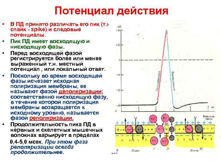 Потенциал действия • В ПД принято различать его пик (т. н. спайк - spike)