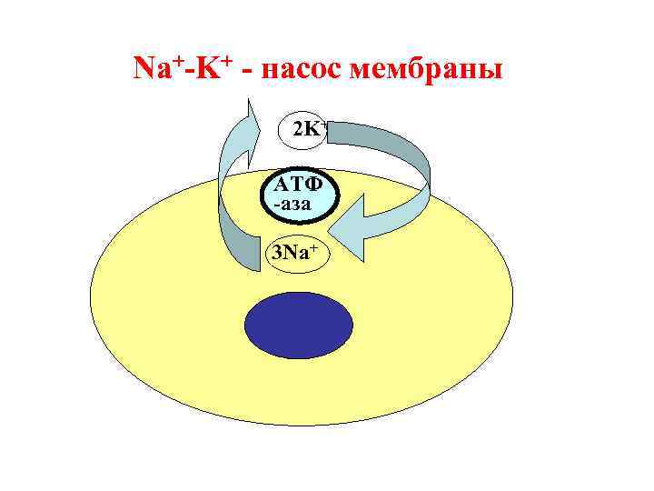 Na+-K+ - насос мембраны 2 K+ АТФ -аза 3 Na+ 