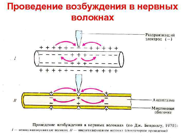 Проведение возбуждения в нервных волокнах 