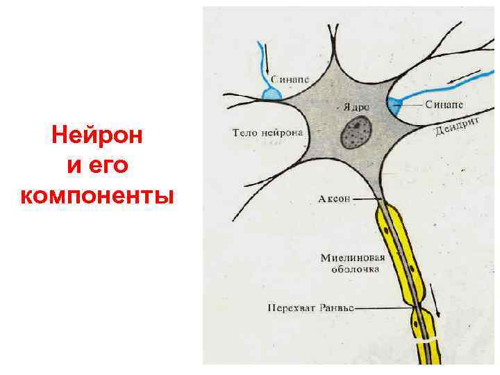 Нейрон и его компоненты 