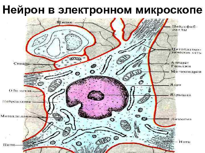 Нейрон в электронном микроскопе 