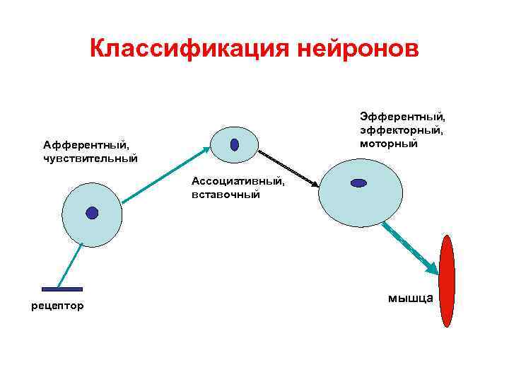 Классификация нейронов Эфферентный, эффекторный, моторный Афферентный, чувствительный Ассоциативный, вставочный рецептор мышца 