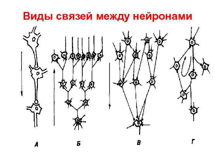 Виды связей между нейронами 