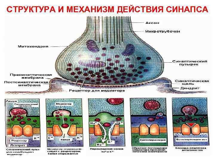 СТРУКТУРА И МЕХАНИЗМ ДЕЙСТВИЯ СИНАПСА 