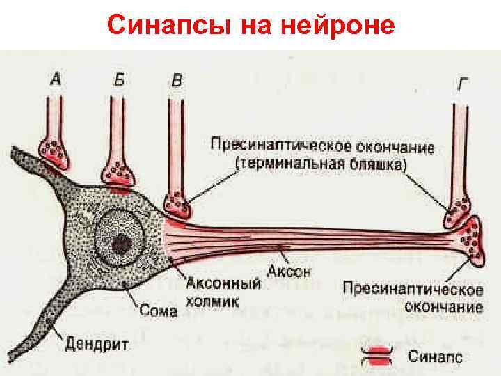 Синапсы на нейроне 