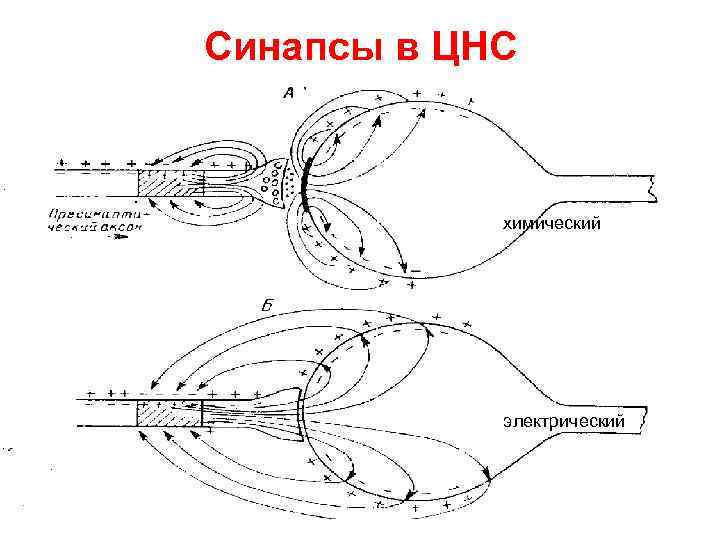 Синапсы в ЦНС химический электрический 