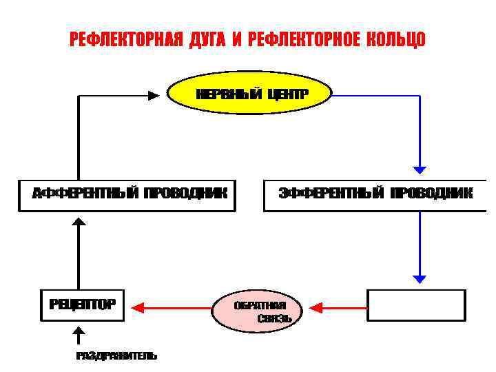 РЕФЛЕКТОРНАЯ ДУГА И РЕФЛЕКТОРНОЕ КОЛЬЦО 