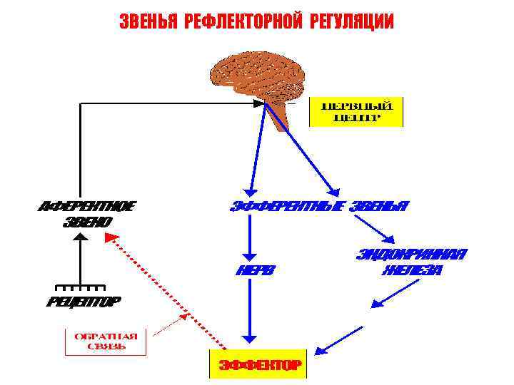 ЗВЕНЬЯ РЕФЛЕКТОРНОЙ РЕГУЛЯЦИИ 