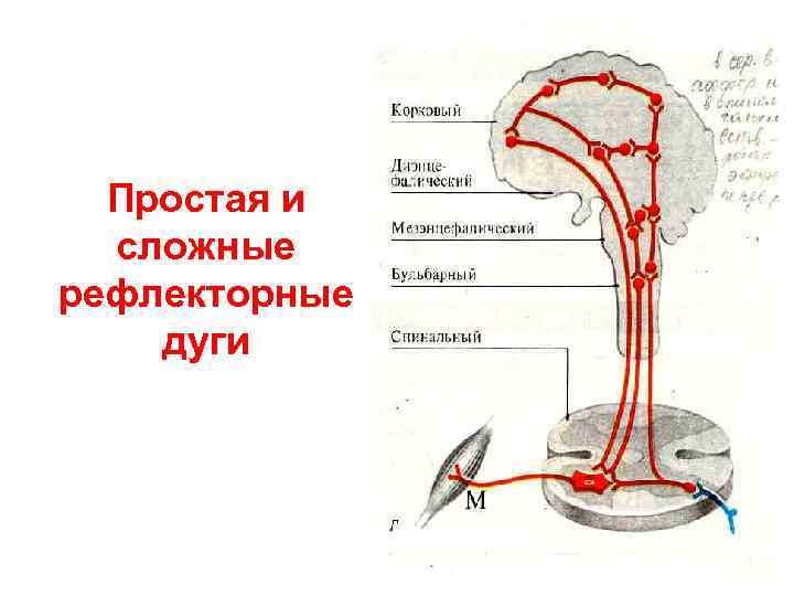 Простая и сложные рефлекторные дуги 