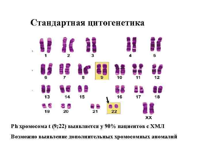 Какое количество хромосом