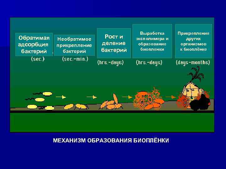 Обратимая адсорбция бактерий Необратимое прикрепление бактерий Рост и деление бактерий Выработка эксполимера и образование