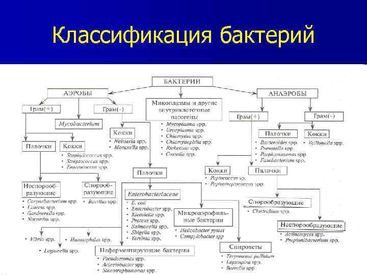 Общая схема лабораторной диагностики инфекционных заболеваний бактериальной этиологии