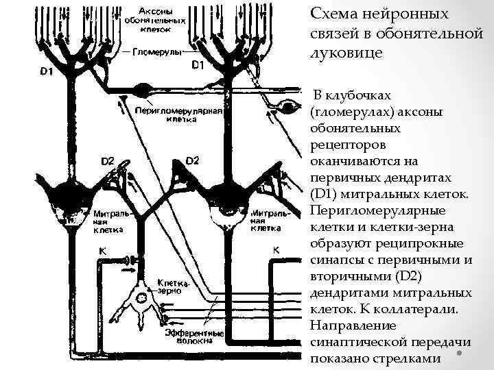 Схема нейронных связей в обонятельной луковице В клубочках (гломерулах) аксоны обонятельных рецепторов оканчиваются на