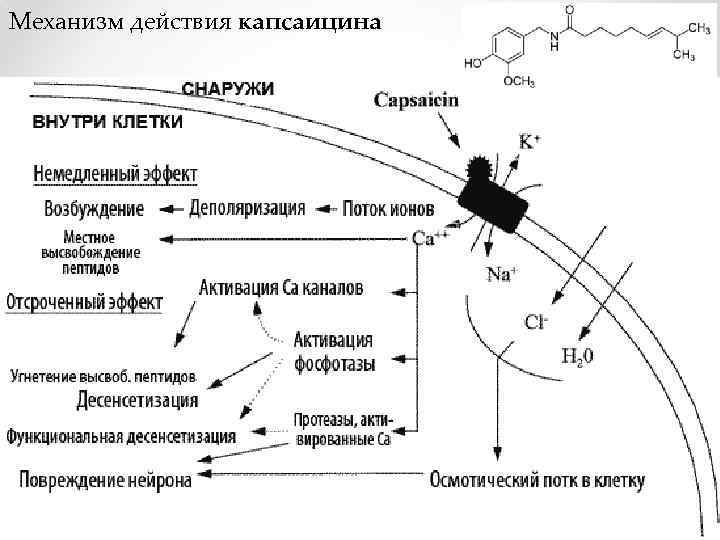 Механизм действия капсаицина 