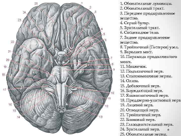 1. Обонятельные луковицы. 2. Обонятельный тракт. 3. Переднее продырявленное вещество. 4. Серый бугор. 5.