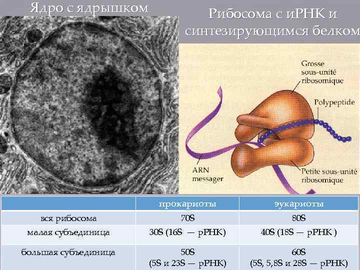 Ядро с ядрышком Рибосома с и. РНК и синтезирующимся белком прокариоты эукариоты вся рибосома