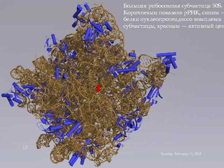 Большая рибосомная субчастица 50 S. Коричневым показана р. РНК, синим — белки нуклеопротеидного комплекса