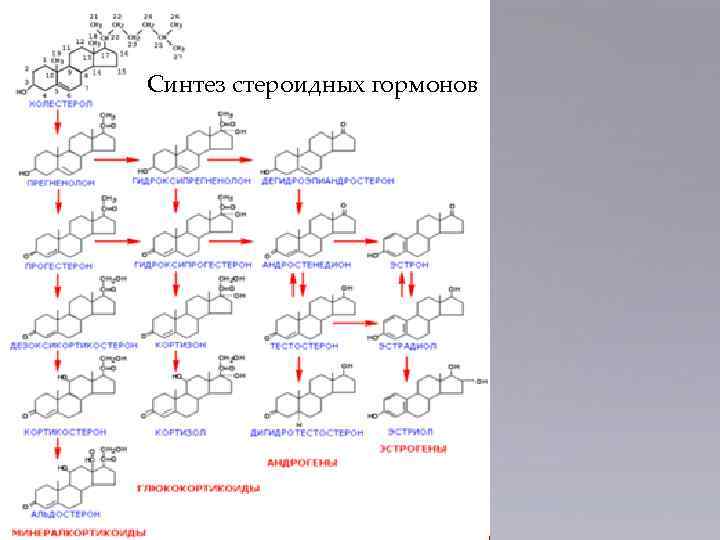 Синтез стероидных гормонов 8 