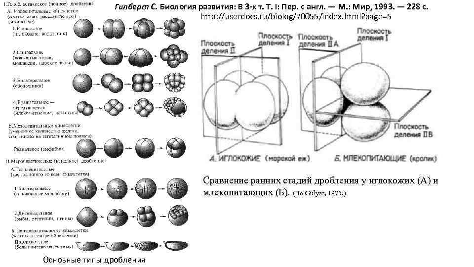 Гилберт С. Биология развития: В 3 -х т. Т. I: Пер. с англ. —