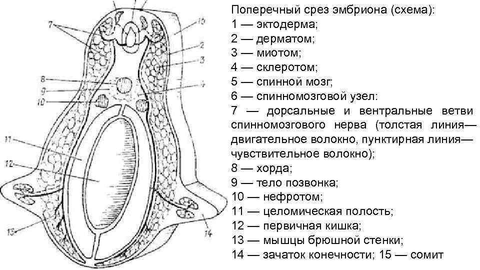 Поперечный срез эмбриона (схема): 1 — эктодерма; 2 — дерматом; 3 — миотом; 4