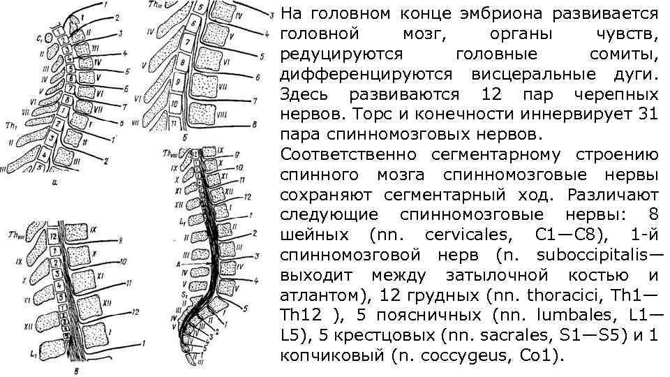 На головном конце эмбриона развивается головной мозг, органы чувств, редуцируются головные сомиты, дифференцируются висцеральные