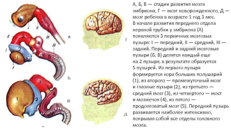 Внутриутробное недоразвитие головного мозга. Развитие головного мозга в онтогенезе. Эмбриогенез мозга человека. Формирование головного мозга в эмбриогенезе. Онтогенез нервной системы (3 мозгового пузыря, 5 мозговых пузырей)..