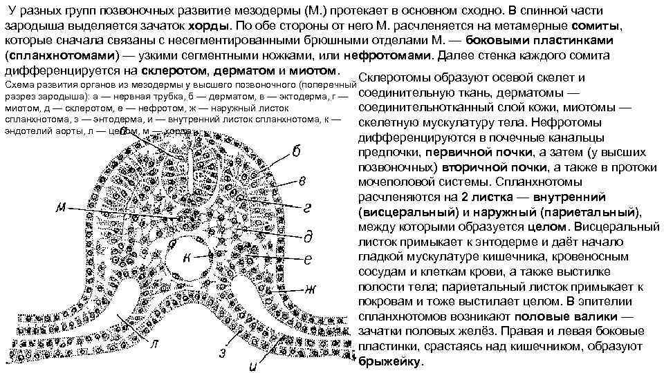  У разных групп позвоночных развитие мезодермы (М. ) протекает в основном сходно. В