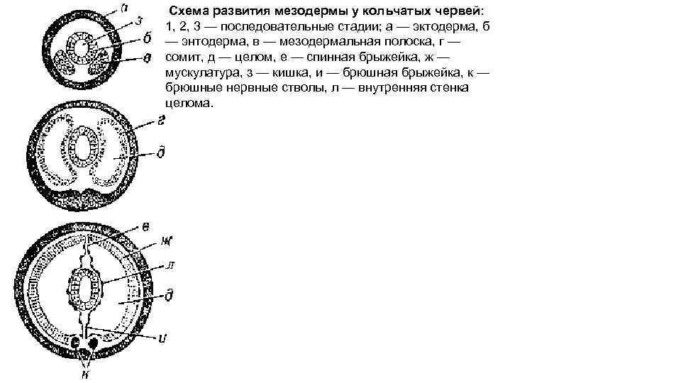 Полость тела кольчатых червей. Развитие целома у аннелид. Развитие целома у кольчатых червей. Формирование целома у кольчатых червей. Схема формирования целома у кольчатых червей.