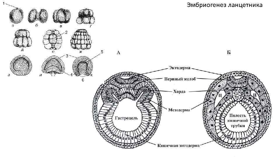 Эмбриогенез ланцетника 