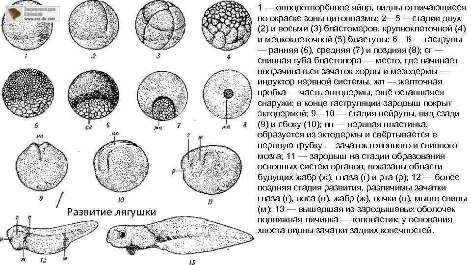 Развитие лягушки 1 — оплодотворённое яйцо, видны отличающиеся по окраске зоны цитоплазмы; 2— 5