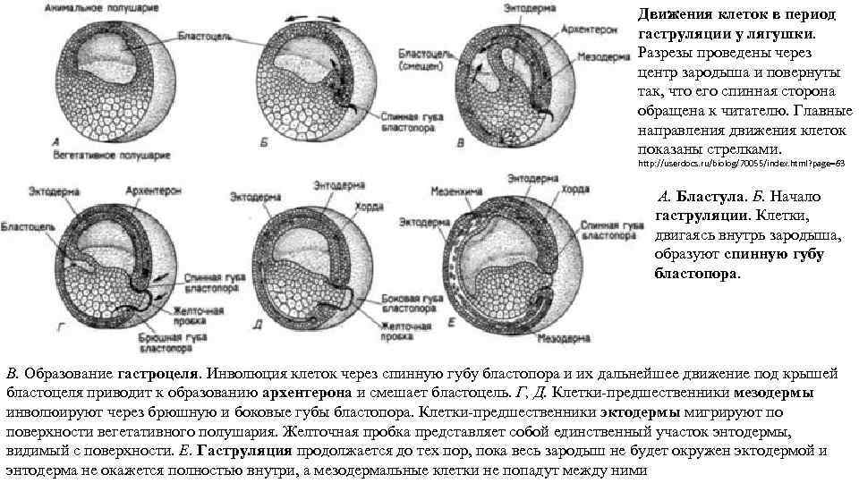 Карта презумптивных зачатков птиц