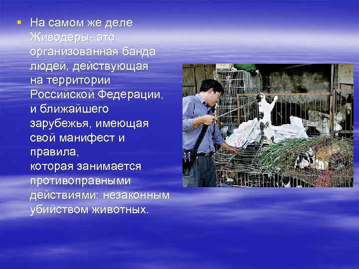 § На самом же деле Живодеры- это организованная банда людей, действующая на территории Российской