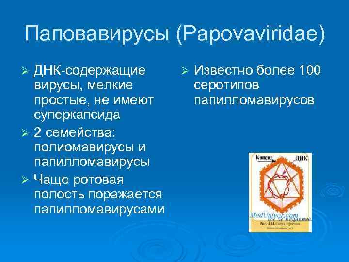 Паповавирусы (Papovaviridae) ДНК-содержащие вирусы, мелкие простые, не имеют суперкапсида Ø 2 семейства: полиомавирусы и