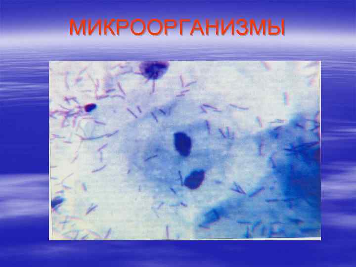 МИКРООРГАНИЗМЫ 