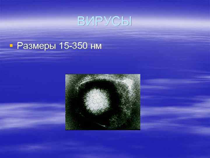 ВИРУСЫ § Размеры 15 -350 нм 