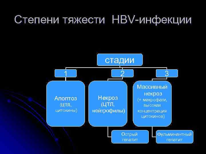 Степени тяжести HBV-инфекции стадии 1 Апоптоз (ЦТЛ, цитокины) 2 3 Массивный некроз Некроз (ЦТЛ,