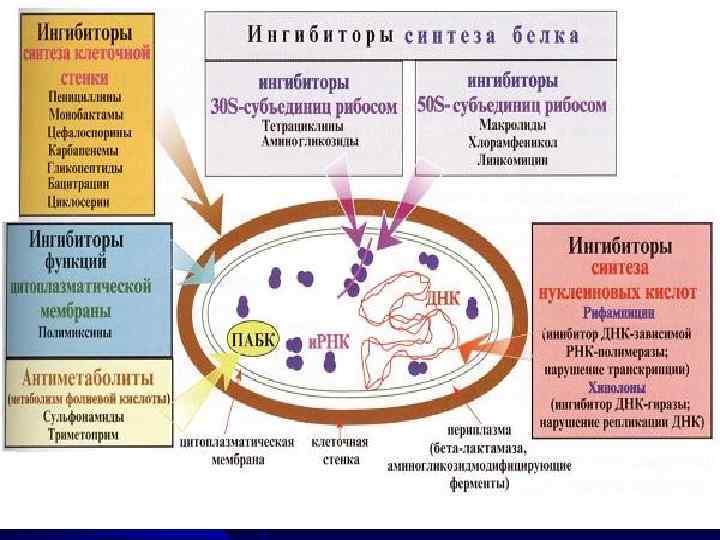 Нарушают синтез клеточной стенки