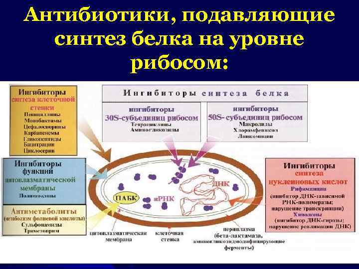 Какие антибиотики ингибируют синтез микробной стенки