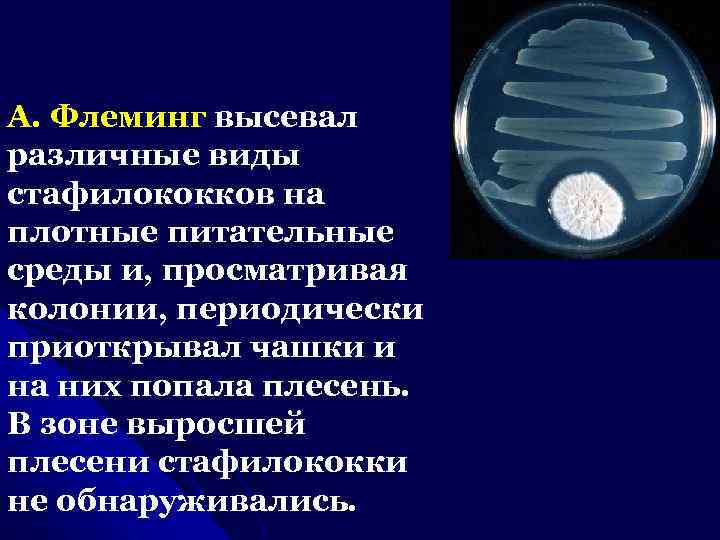 А. Флеминг высевал различные виды стафилококков на плотные питательные среды и, просматривая колонии, периодически