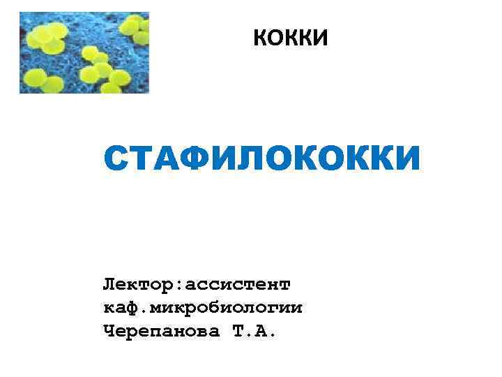КОККИ СТАФИЛОКОККИ Лектор: ассистент каф. микробиологии Черепанова Т. А. 
