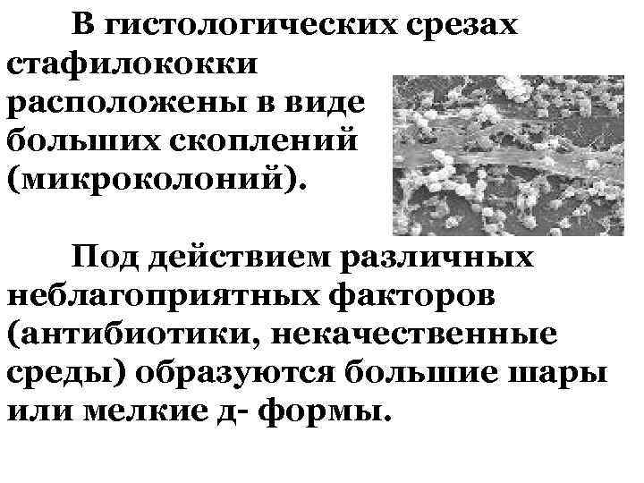В гистологических срезах стафилококки расположены в виде больших скоплений (микроколоний). Под действием различных неблагоприятных